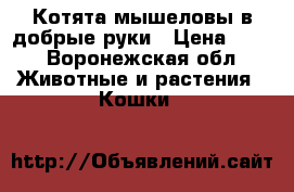 Котята мышеловы в добрые руки › Цена ­ 10 - Воронежская обл. Животные и растения » Кошки   